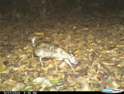 Lesser mouse deer